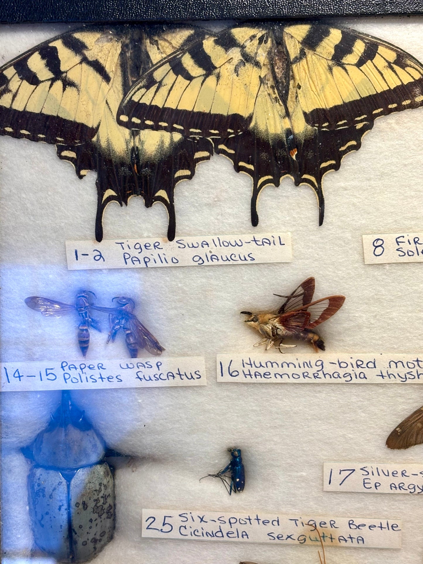 Framed Entomology Specimen Collection