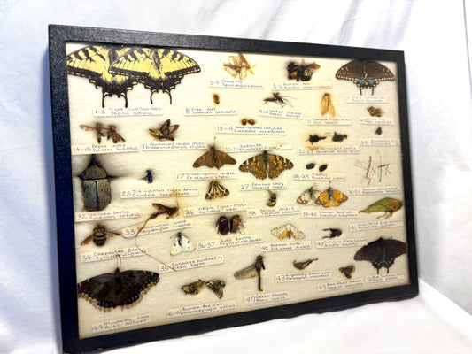 Framed Entomology Specimen Collection