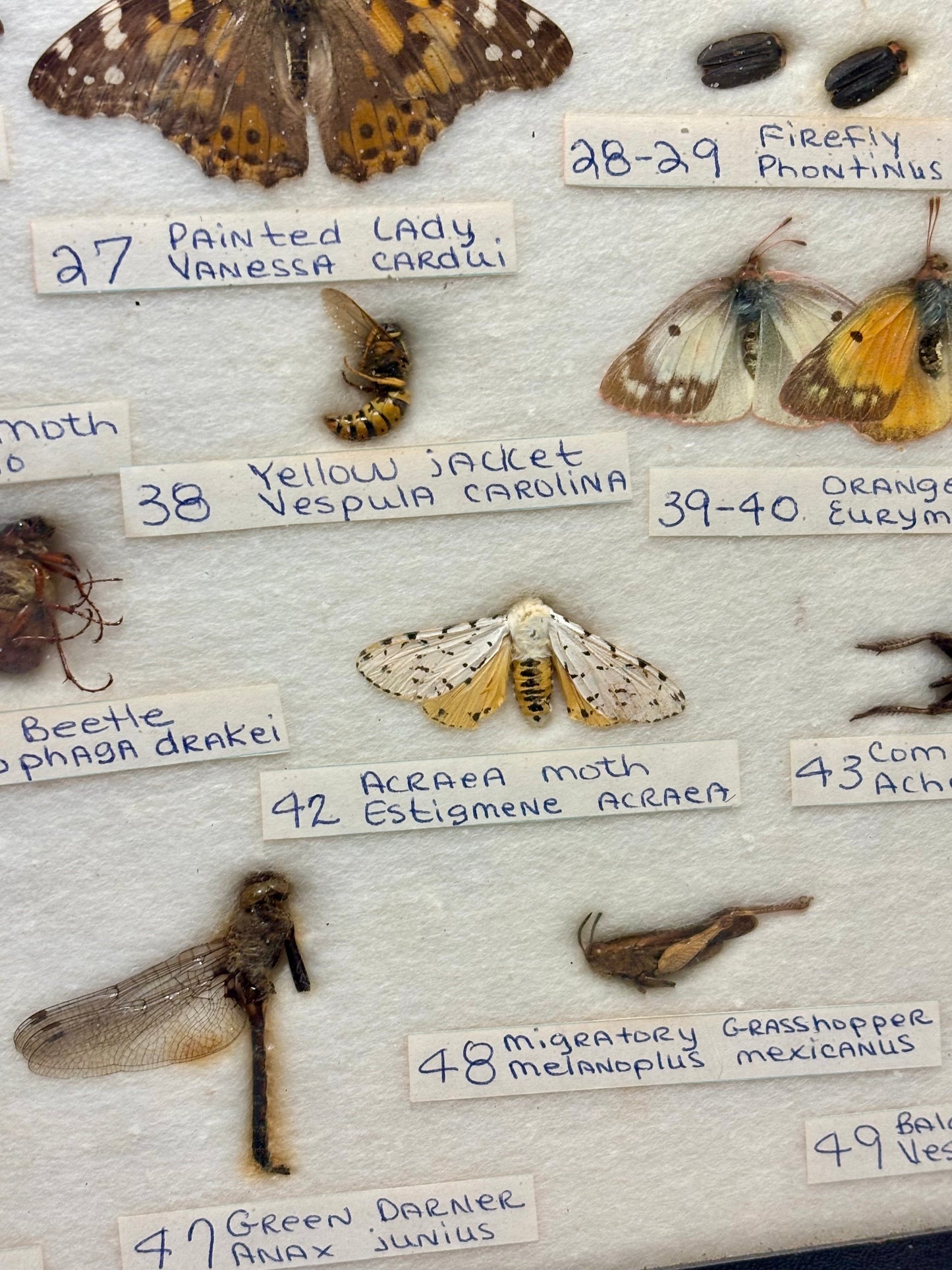 Framed Entomology Specimen Collection