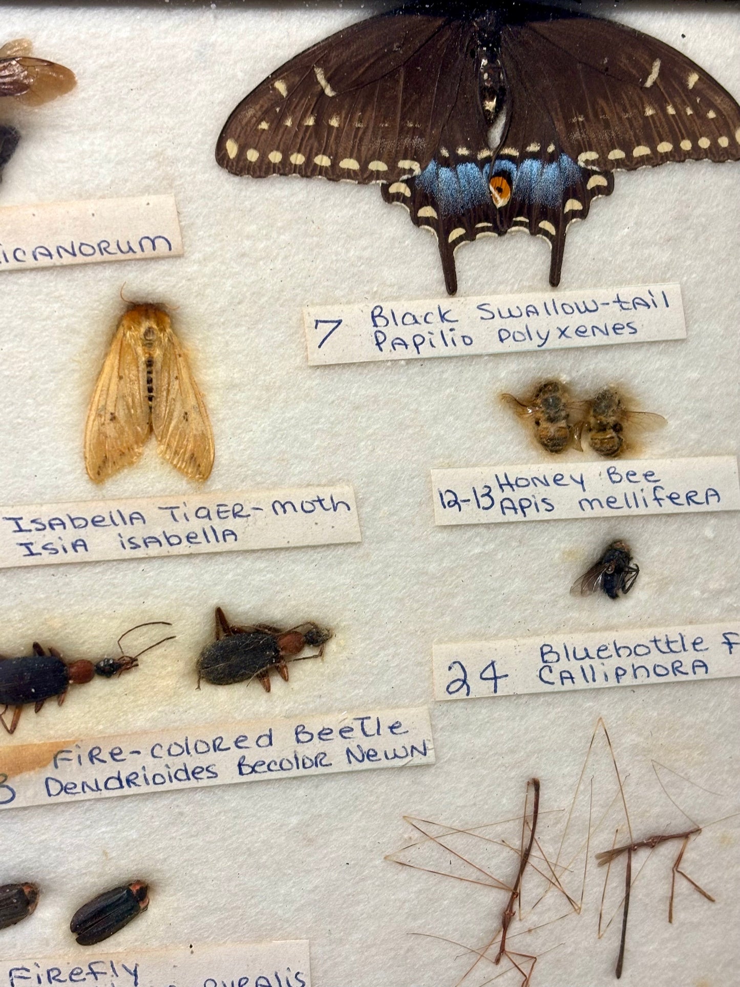 Framed Entomology Specimen Collection