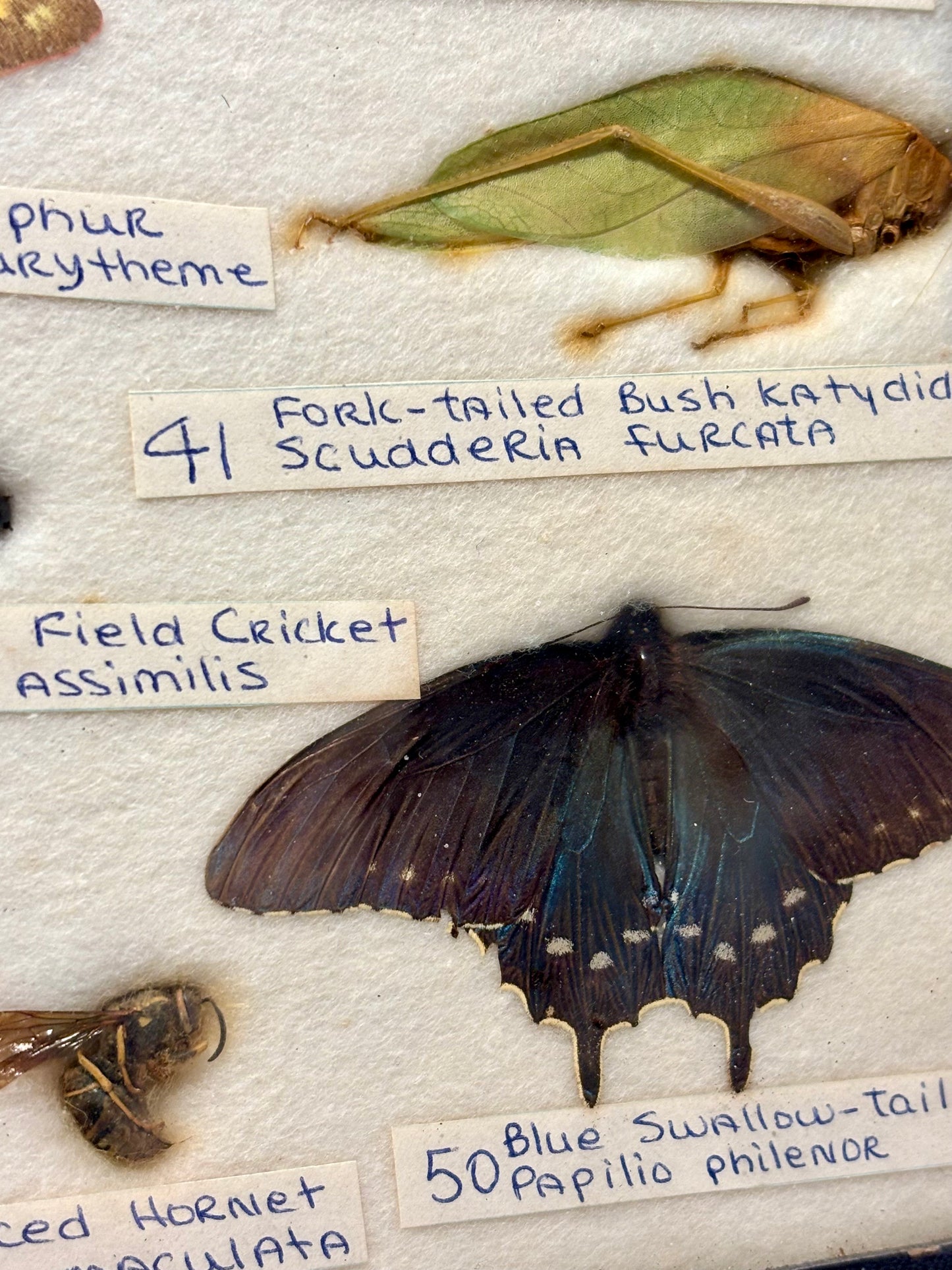Framed Entomology Specimen Collection