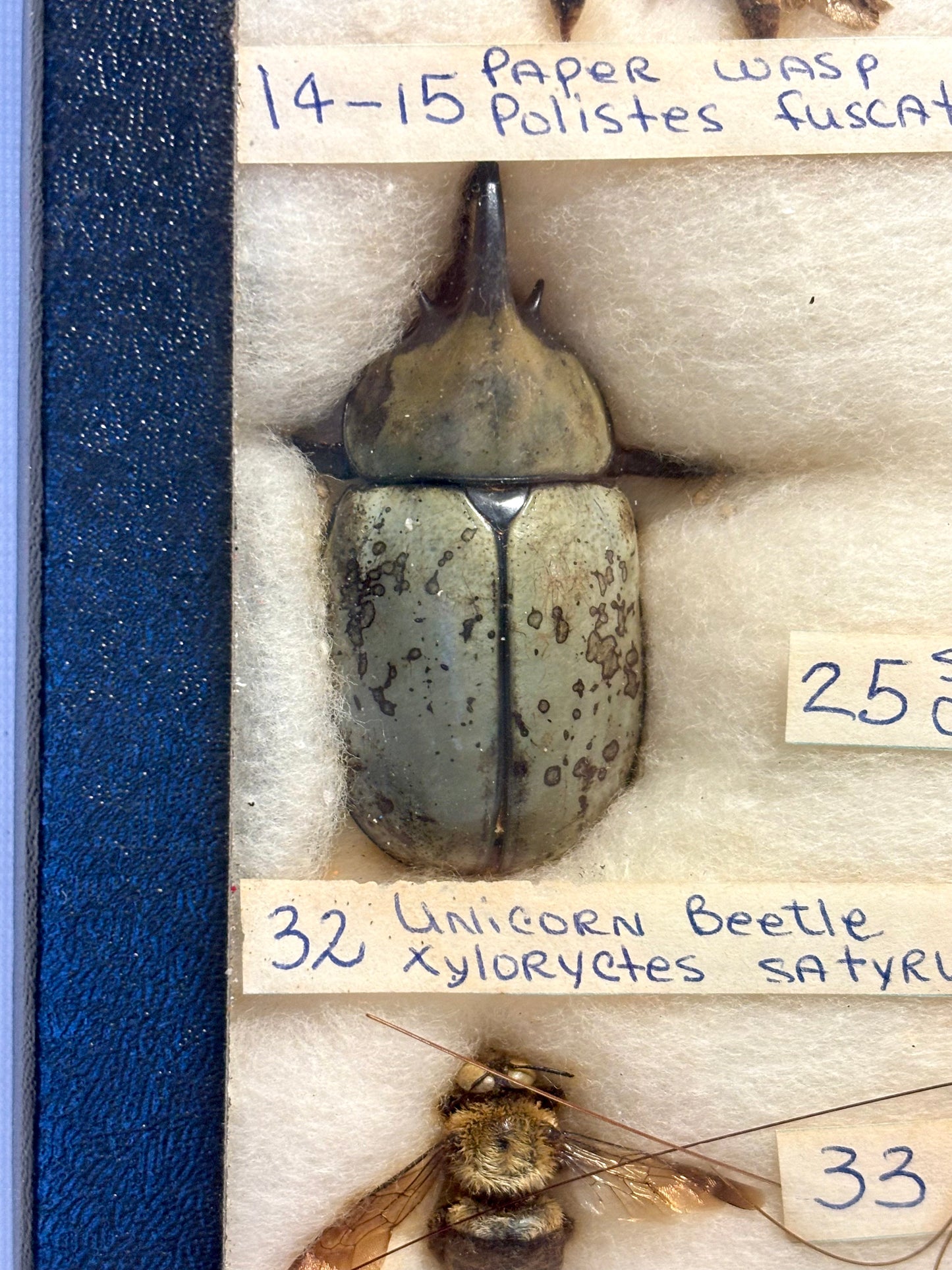 Framed Entomology Specimen Collection