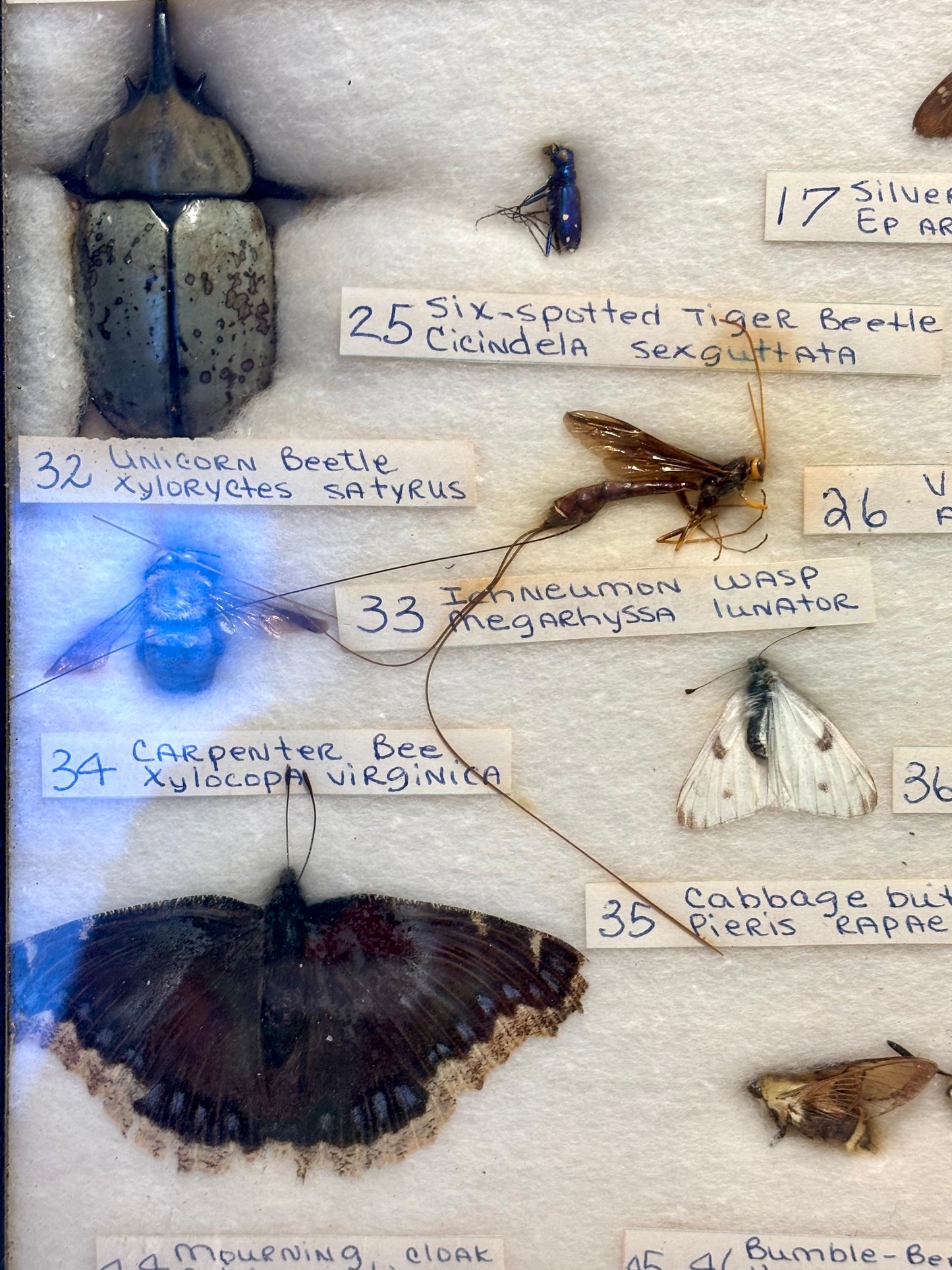 Framed Entomology Specimen Collection